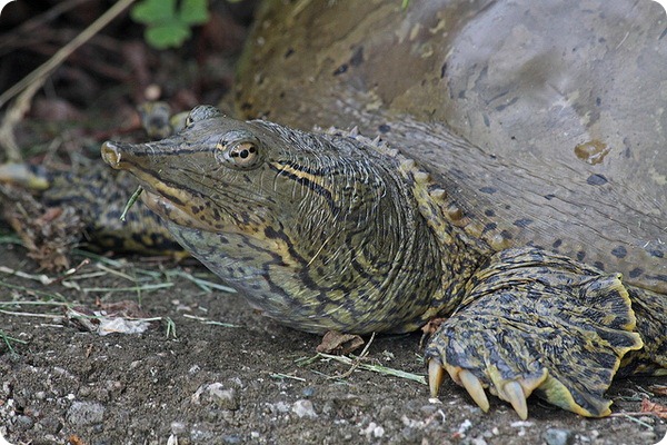   (. Apalone spinifera)