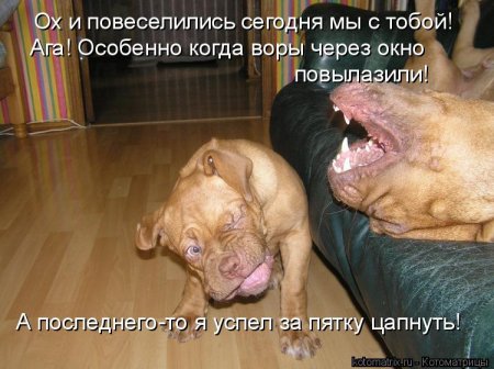 котомашечки от Лисицы))