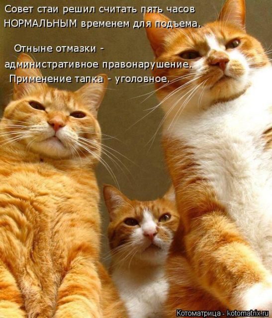 Самые свежие котоматрицы )) Самые свежие котоматрицы ))