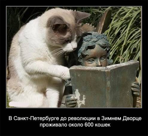 Интересные факты о кошках в картинках Интересные факты о кошках в картинках