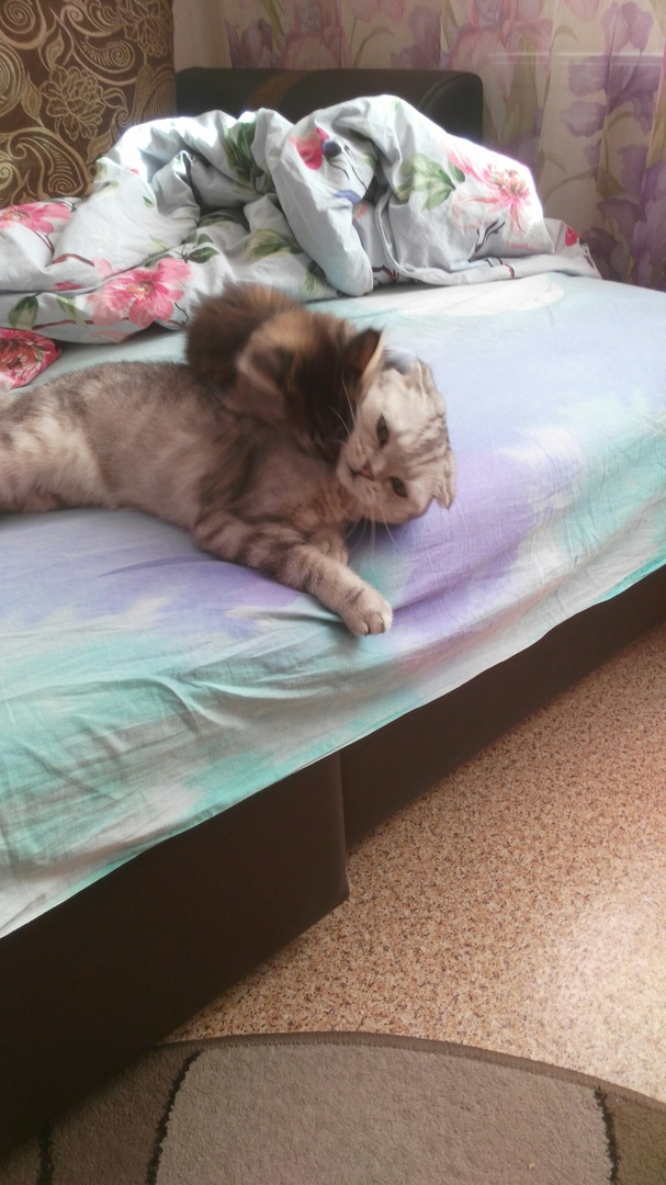 Трое брошенных котят жалобно мяукали и жались друг к другу Трое брошенных котят жалобно мяукали и жались друг к другу волонтер, история, кот, котенок, кошка, приют