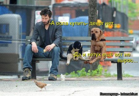 котомашечки от Лисицы))