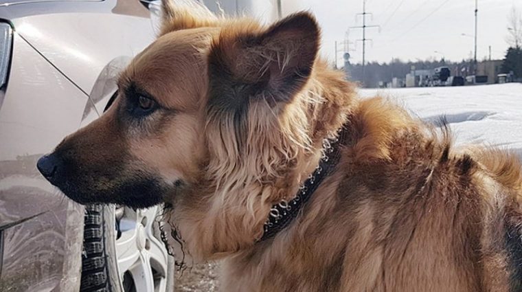 Хозяин высадил собаку из машины и уехал. Она бежала за авто не осознавая, что ее бросили