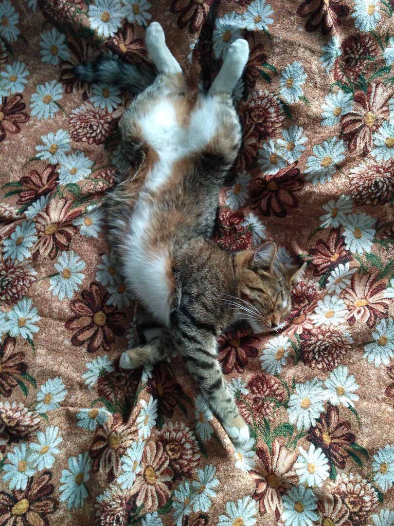 кошка