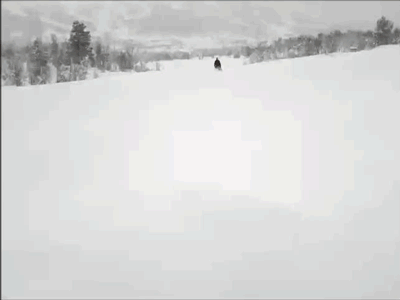 Гифки с собаками