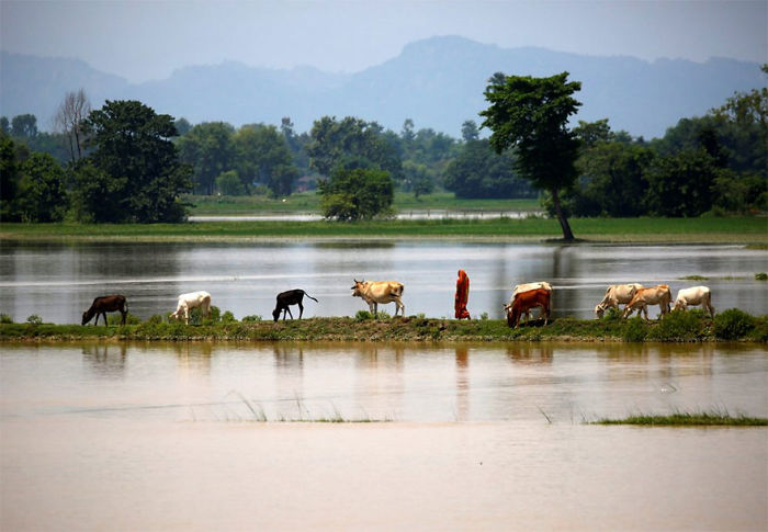 Cattle Graze As A Woman Walks On Higher Ground In Saptari District, Nepal