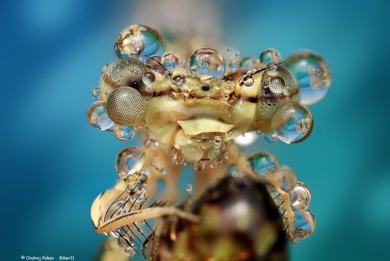 Потрясающие макро фотографии словацкого фотографа Ондрея Пакана капли, макро, мухи, насекомые, фотографии