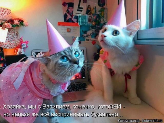 Самые свежие котоматрицы )) Самые свежие котоматрицы ))