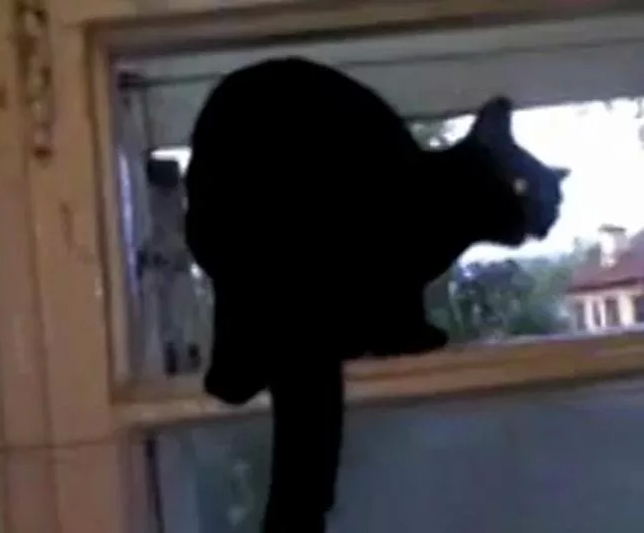 Кот лает на соседей. С таким котом и собака не нужна.