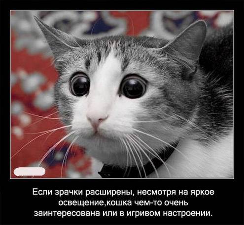 Интересные факты о кошках в картинках Интересные факты о кошках в картинках