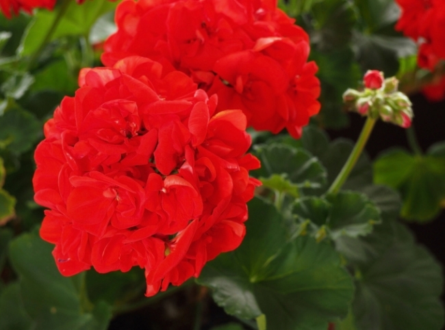 Самые неприхотливые комнатные растения Самые неприхотливые комнатные растения