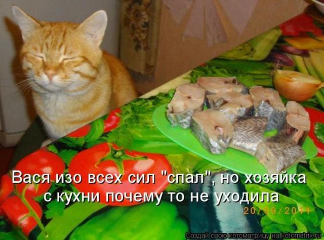 Позитивные котоматрицы ;))