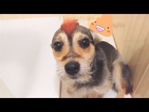 ТОП 10 ПРОВИНИВШИХСЯ СОБАК #1 Собаки НАКОСЯЧИЛИ и Ругают Собакам Стыдно Guilty Dogs 2018 ТОП 10 ПРОВИНИВШИХСЯ СОБАК #1 Собаки НАКОСЯЧИЛИ и Ругают Собакам Стыдно Guilty Dogs 2018