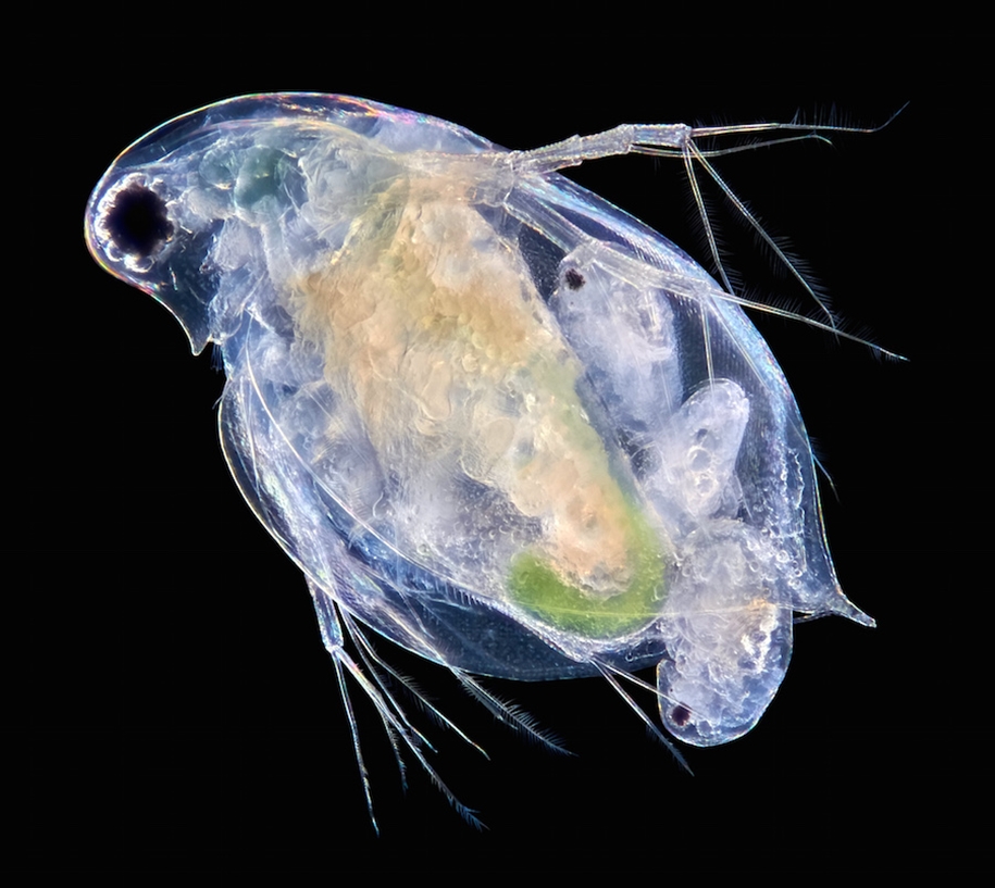 Победители конкурса фотографий животных Creatures Great and Small Победители конкурса фотографий животных Creatures Great and Small