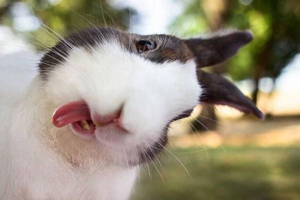 Собаки и котЯки языкомдразняки+ один жираф и еще по мелочи... Собаки и котЯки языкомдразняки+ один жираф и еще по мелочи...