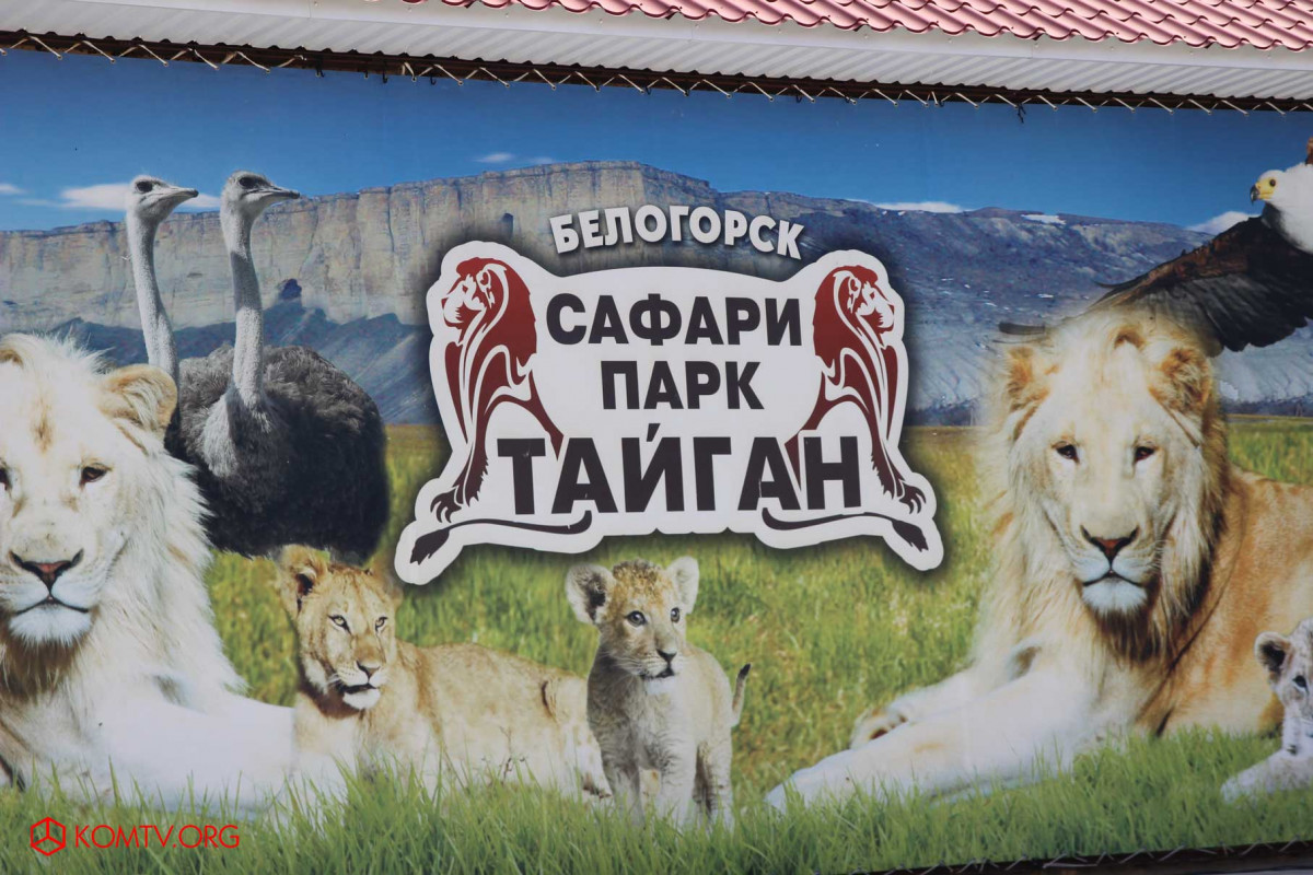 Вход в парк львов «Тайган» стал вдвое дешевле
