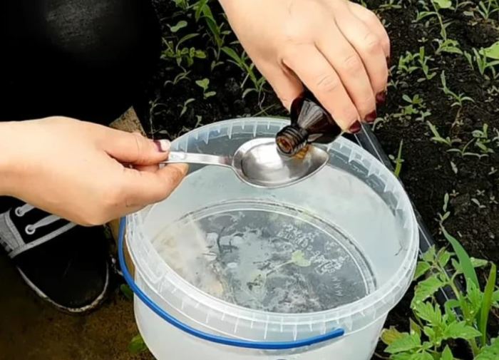 Спирт разводится с водой. ¦Фото: ya.ru. «Дедовский» способ, который позволит извести надоедливых муравьев на участке