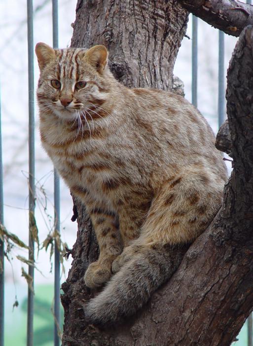 Амурский  красавец лесной кот