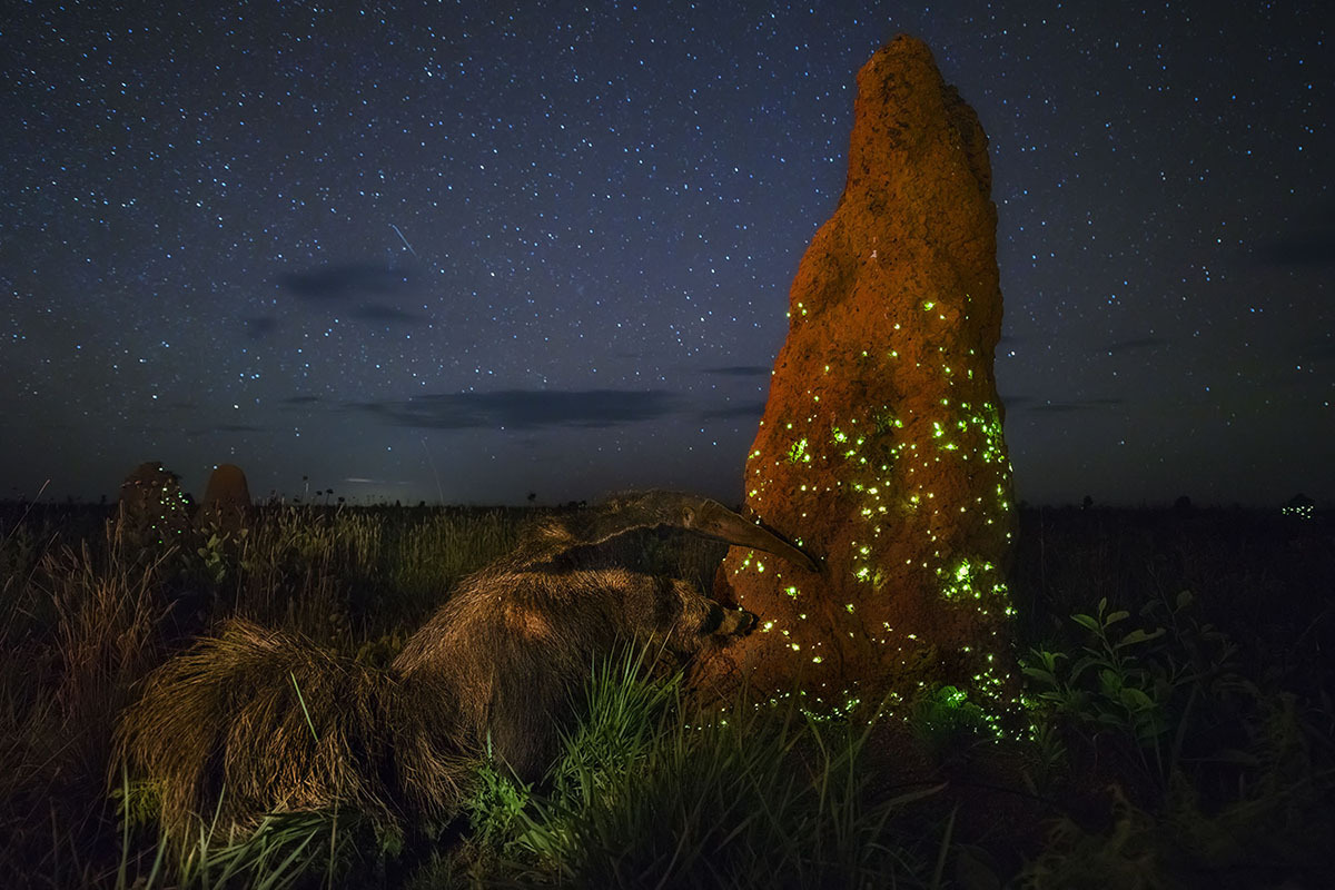 Снимки-победители BigPicture Natural World Photography 2017