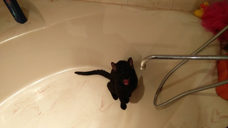 История одного кота История одного кота животные, история, кот, черный кот