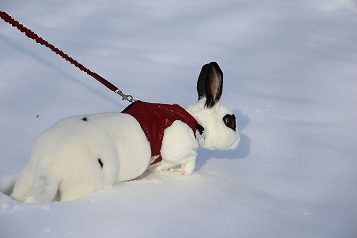 Забавные животные, которые впервые в жизни увидели снег Животные, которые впервые видят снег