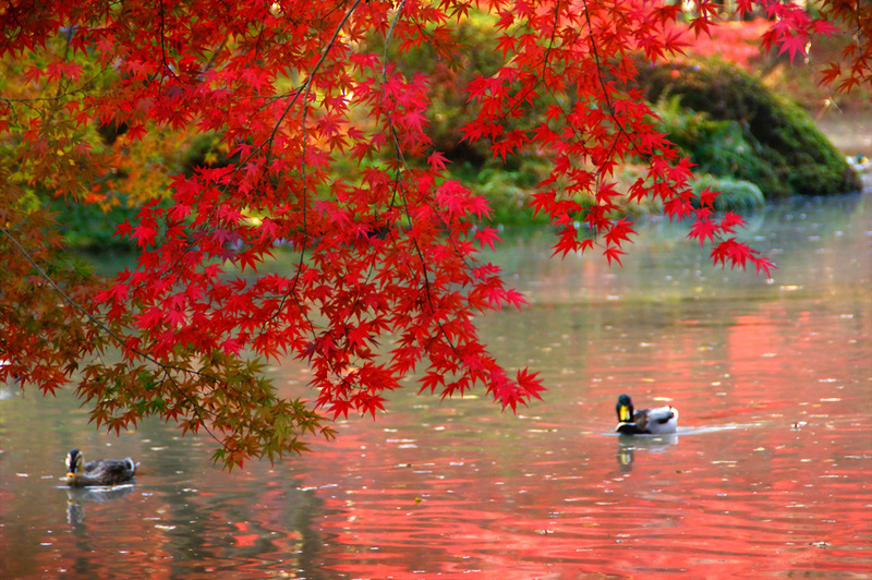 Очей очарованье