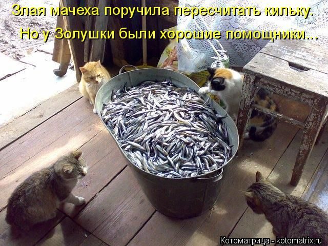 Самые свежие котоматрицы )) Самые свежие котоматрицы ))