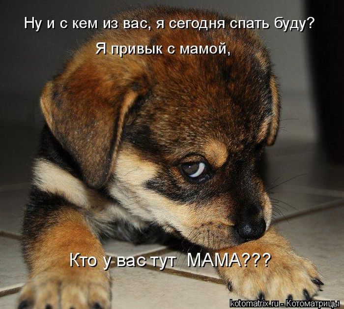 Лучшие котоматрицы недели (50 фото)