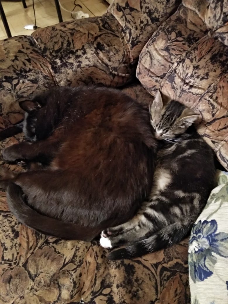 дом для котёнка два кота