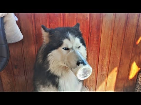 ТЕСТ НА ПСИХИКУ ПРИКОЛЫ С ЖИВОТНЫМИ Самые КРУТЫЕ видео про СОБАК Приколы с собаками Смешные Собаки ТЕСТ НА ПСИХИКУ ПРИКОЛЫ С ЖИВОТНЫМИ Самые КРУТЫЕ видео про СОБАК Приколы с собаками Смешные Собаки
