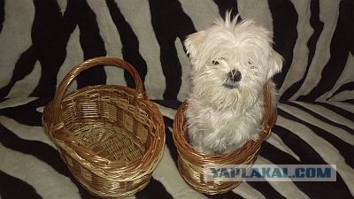 Моё хобби, постепенно переросшее в работу