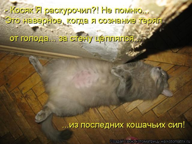 Самые свежие котоматрицы )) Самые свежие котоматрицы ))
