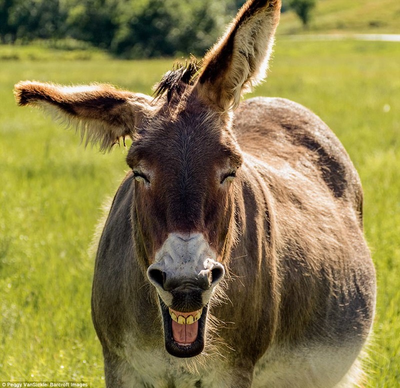 "Смеющийся ослик", автор: Пегги Ван Сикл, Южная Дакота, США животные, конкурс, мир, работа, смех, фотография, юмор