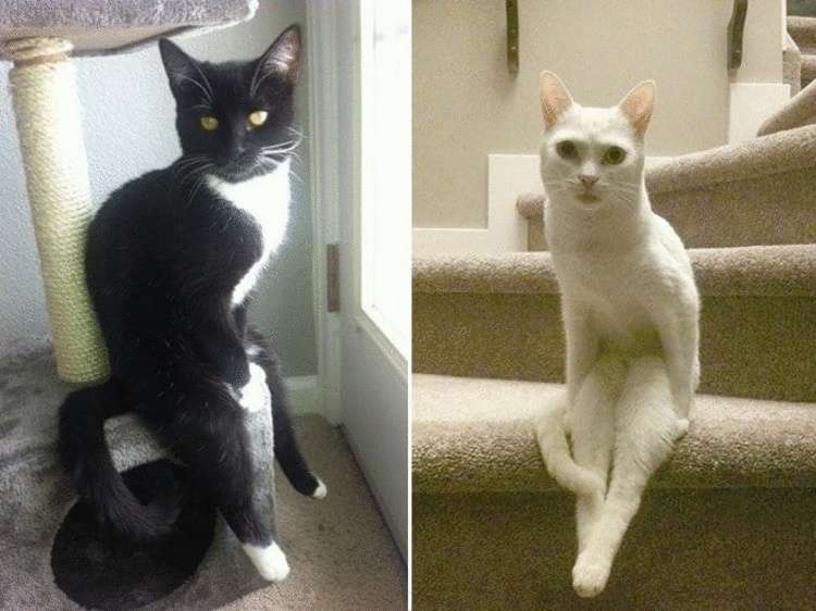 Смешные кошки, которые разучились сидеть по-кошачьи Смешные кошки, которые разучились сидеть по-кошачьи