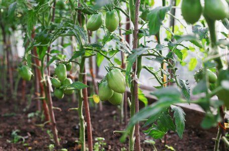 Чем нужно опрыскивать томаты в июне и июле, чтоб сберечь и повысить урожай