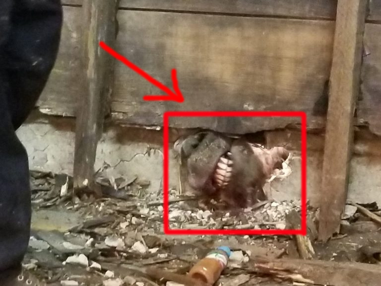 В смертельной западне В смертельной западне