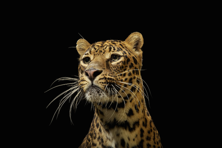 Элегантная красота больших кошек в снимках фотографа National Geographic