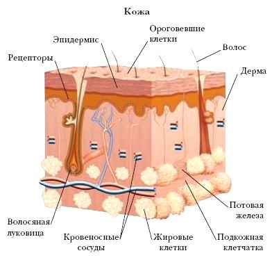 Основные принципы реабилитации больных с кожными заболеваниями