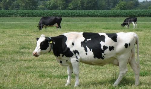 В Австралии запрещено давать имена тем животным, которые предназначены в пищу.