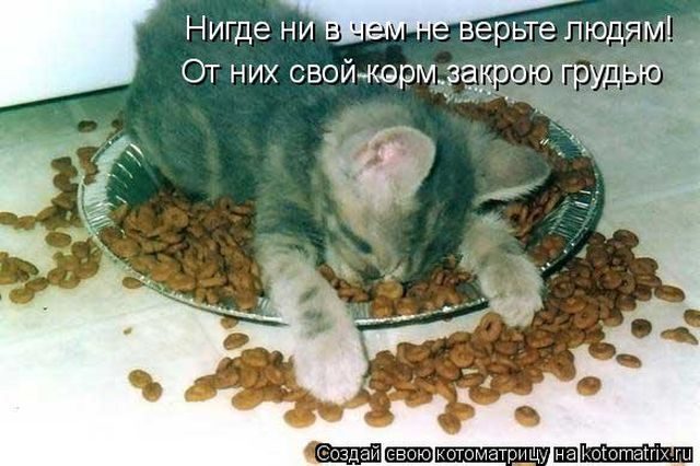 Самые свежие котоматрицы )) Самые свежие котоматрицы ))