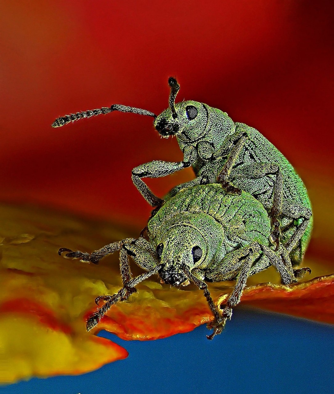 Десятое место — Phyllobius roboretanus (долгоносики). Фото: Csaba Pintér, University of Pannonia/Georgikon Faculty, Department of Plant Protection, Кестхей, Венгрия Nikon Small World’s, конкурс, красота, наука, под микроскопом, удивительно