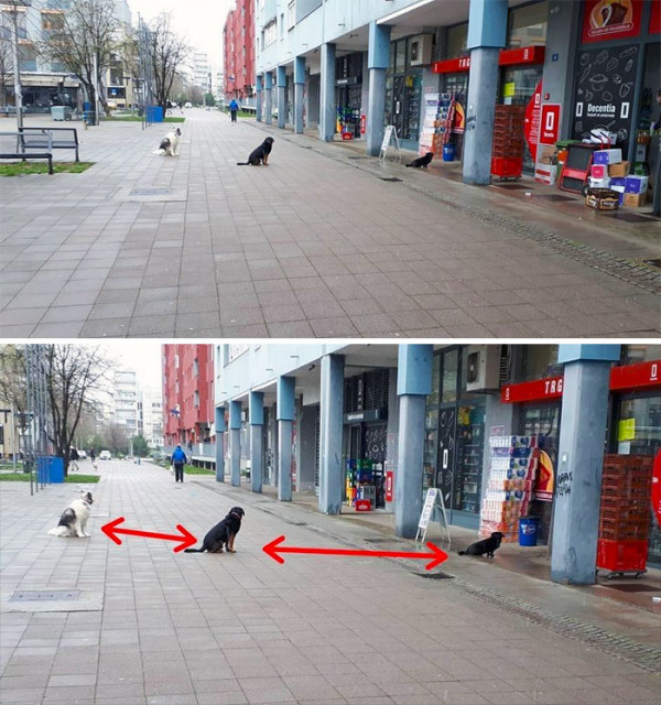 Животные соблюдают карантин лучше, чем люди (ФОТО)