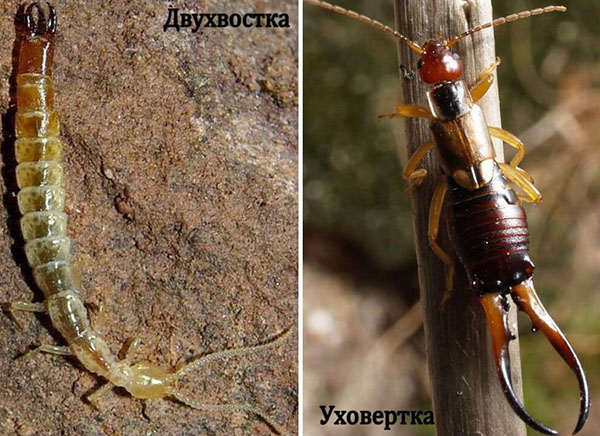 двухвостка и уховертка