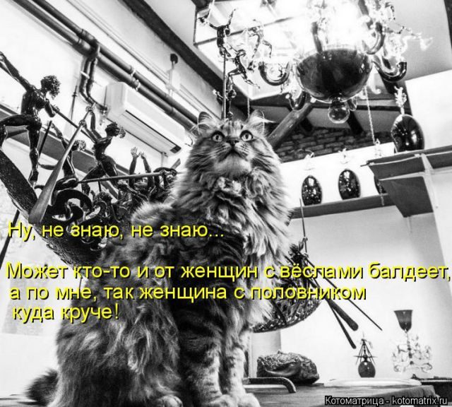 Самые свежие котоматрицы )) Самые свежие котоматрицы ))
