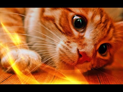 Прикольные животные видео Позитив Создай себе хорошее настроение Прикольные животные видео Позитив Создай себе хорошее настроение