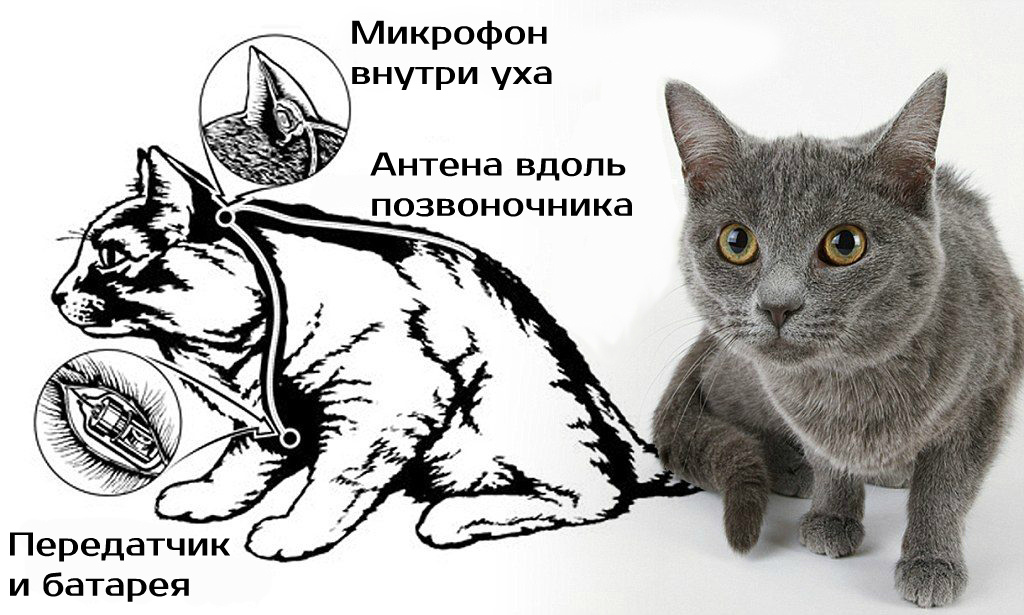 Проект «Acoustic Kitty», или Как в ЦРУ тренировали кота, чтобы за СССР следить