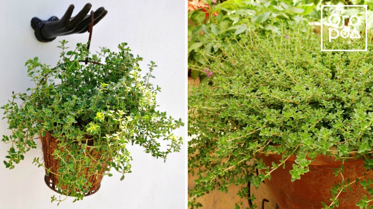 15 идеальных растений для выращивания в подвесных кашпо — Мир интересного