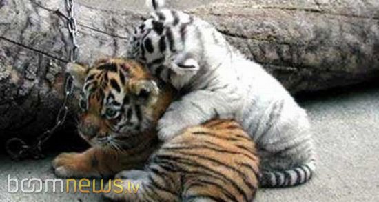 Чудесные малыши! - foto 22