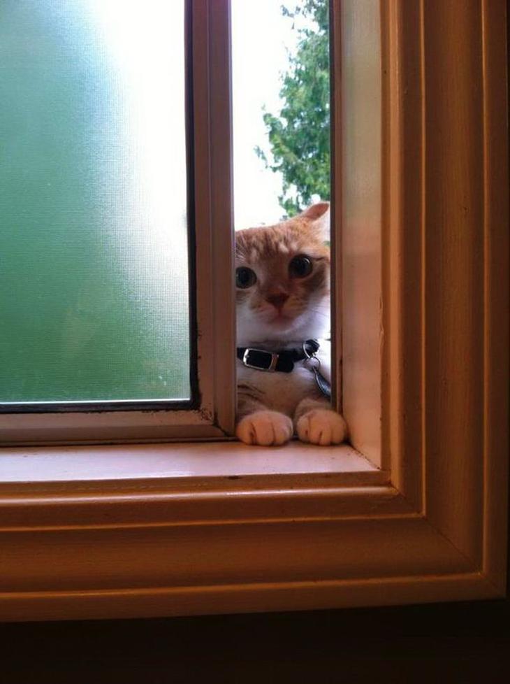 Без кота и жизнь не та