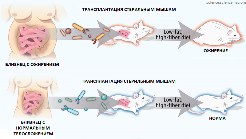 Микробиота ожирения
